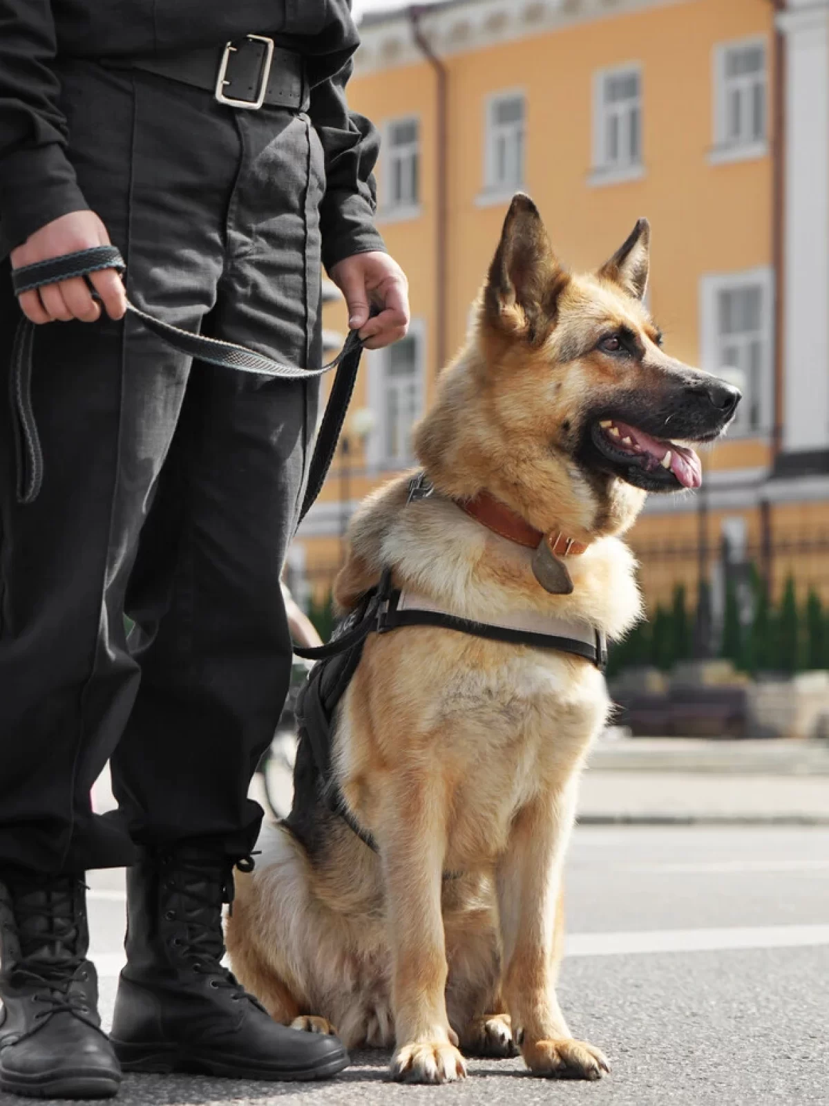 Supreme Protection's Guard and Canine Services in London